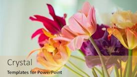  Presentation with tulips - Presentation theme having fresh-tulips-in-the-vase background and a yellow colored foreground