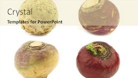  Presentation with root - Beautiful theme featuring fresh-turnip-brassica-rapa-rapa backdrop and a blonde colored foreground
