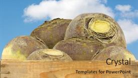  Presentation with sky blue - Beautiful PPT theme featuring fresh-turnip-brassica-rape-rapa backdrop and a  colored foreground