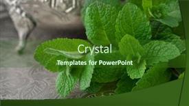  Presentation with teapot - Amazing slide deck having fresh-twig-of-mint-close backdrop and a forest green colored foreground