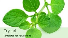  Presentation with oregano - Presentation theme enhanced with fresh-twig-of-oregano-isolated background and a seafoam green colored foreground