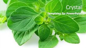  Presentation with oregano - Presentation enhanced with fresh-twigs-of-oregano-closeup background and a shamrock green colored foreground