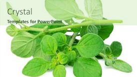  Presentation with oregano - PPT theme having fresh-twigs-of-oregano-isolated background and a mint green colored foreground