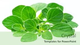  Presentation with oregano - Presentation design featuring fresh-twigs-of-oregano-isolated background and a seafoam green colored foreground