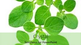  Presentation with oregano - Slide set enhanced with fresh-twigs-of-oregano-isolated background and a seafoam green colored foreground