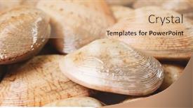  Presentation with clam - 