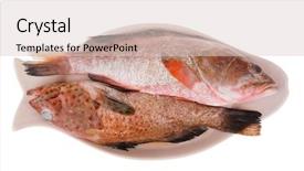  Presentation with fish - Amazing PPT layouts having fresh uncooked raw bass fish backdrop and a  colored foreground