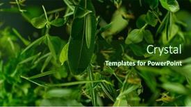  Presentation with spices - Slide set with fresh-various-spices-falling background and a tawny brown colored foreground