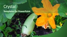  Presentation with vegetable garden - Cool new slide deck with fresh-vegetable-marrow-in-garden backdrop and a ocean colored foreground