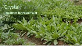  Presentation with vegetable farm - Amazing slide set having fresh-vegetable-plant-on-farm backdrop and a tawny brown colored foreground