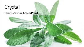  Presentation with sage - Colorful slide deck enhanced with velvet leaves of garden sage backdrop and a mint green colored foreground