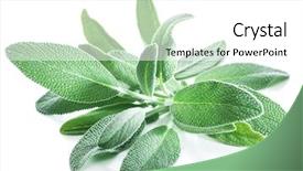  Presentation with sage - Slides with velvet leaves of garden sage background and a white colored foreground