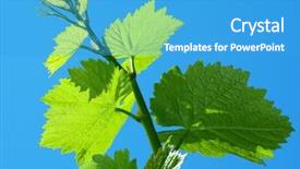  Presentation with vine - PPT theme with fresh vine sprout against blue background and a teal colored foreground