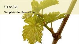  Presentation with vine - PPT theme featuring fresh vine sprout on white background and a yellow colored foreground