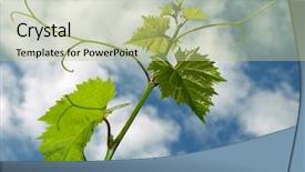 Presentation with vine - Slide deck consisting of fresh vine sprout with tendrils background and a  colored foreground