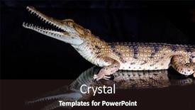  Presentation with fresh water - Theme with fresh-water-crocodile-native-animal background and a wine colored foreground