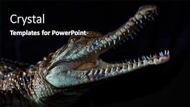  Presentation with crocodile - PPT theme having fresh-water-crocodile-native-animal background and a black colored foreground