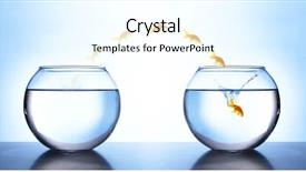  Presentation with light blue - Presentation design consisting of fresh water fish - goldfish jumping from aquarium background and a cool aqua colored foreground