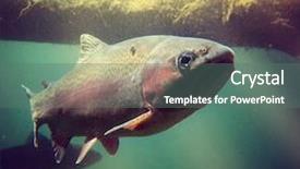  Presentation with trout - Amazing PPT layouts having fresh water fish - trout swimming at a local backdrop and a ocean colored foreground