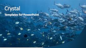  Presentation with stopping school shooting attacks - Colorful presentation enhanced with fresh water fish - underwater shoot of school backdrop and a teal colored foreground