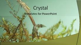  Presentation with ponds - Cool new presentation theme with fresh water ponds juvenile dragonfly backdrop and a mint green colored foreground