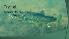  Presentation with fresh water - Beautiful presentation design featuring fresh water trout underwater backdrop and a seafoam green colored foreground