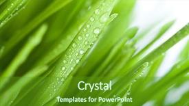  Presentation with rainy days season wet green - Colorful presentation enhanced with fresh wet green grass closeup backdrop and a tawny brown colored foreground