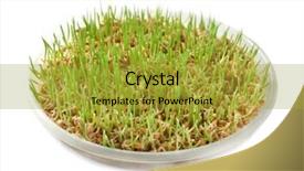  Presentation with white plate - Amazing presentation design having fresh wheat grass in plate backdrop and a gold colored foreground