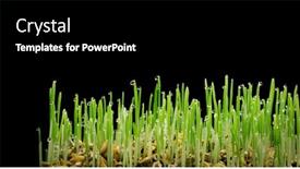  Presentation with wheat growing - Beautiful slide set featuring fresh-wheat-grass-on-white backdrop and a black colored foreground