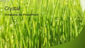  Presentation with fresh water - PPT layouts having fresh wheat grass with water background and a yellow colored foreground