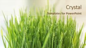  Presentation with fresh water - Cool new PPT layouts with fresh wheat grass with water backdrop and a soft green colored foreground