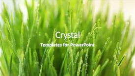  Presentation with fresh water - Amazing PPT theme having fresh wheat grass with water backdrop and a tawny brown colored foreground