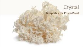  Presentation with fungus - PPT theme featuring fresh-white-coral-fungus-isolated background and a lemonade colored foreground