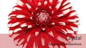  Presentation with tomato ketchup single red - Slide deck with fresh white red dahlia flower background and a  colored foreground