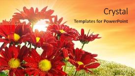  Presentation with wild flower - Colorful presentation enhanced with fresh wild red flower backdrop and a yellow colored foreground