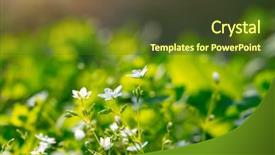  Presentation with spring nature grass - Amazing slide set having fresh wildflowers meadow beautiful landscape backdrop and a tawny brown colored foreground