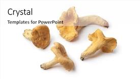  Presentation with yellow - Audience pleasing PPT layouts consisting of fresh yellow chanterelles isolated on white background backdrop and a white colored foreground