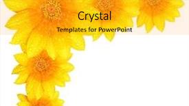  Presentation with floral border over white - Slides having fresh yellow flower border isolated background and a gold colored foreground