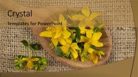  Presentation with medicinal plant - Beautiful slides featuring john's wort on wooden backdrop and a gold colored foreground
