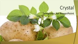  Presentation with potato - Audience pleasing PPT theme consisting of fresh yellow potatoes tubers backdrop and a yellow colored foreground