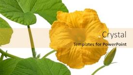  Presentation with flower - PPT theme having fresh-yellow-pumpkin-flower-cucurbita background and a yellow colored foreground