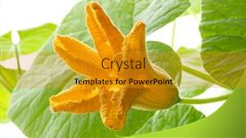  Presentation with flower - PPT theme having fresh-yellow-pumpkin-flower-cucurbita background and a gold colored foreground