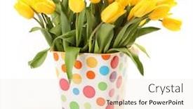  Presentation with tulips - Audience pleasing presentation design consisting of fresh-yellow-tulips-on-white backdrop and a sky blue colored foreground