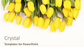  Presentation with tulips - Slide deck featuring fresh-yellow-tulips-on-white background and a cream colored foreground