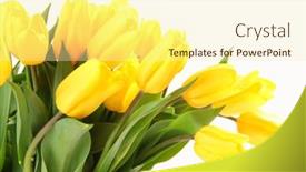  Presentation with tulips - Slides enhanced with fresh-yellow-tulips-on-white background and a cream colored foreground