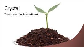  Presentation with seedling - Cool new presentation design with fresh young plant - close-up of green seedling growing backdrop and a white colored foreground