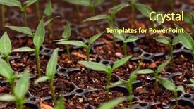  Presentation with seedling - Beautiful presentation design featuring fresh young plant - close-up of green seedling growing backdrop and a  colored foreground