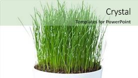  Presentation with art white gray grey - PPT theme having fresh young plant - green grass in white pot background and a  colored foreground