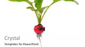  Presentation with green shadow - Beautiful presentation featuring fresh-young-radish-with-green backdrop and a white colored foreground