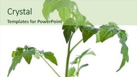  Presentation with tomato plant - PPT theme having fresh young tomato plant isolated background and a mint green colored foreground